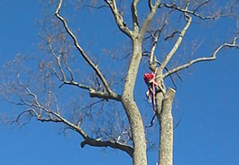 Tree Service in Westchester County NY